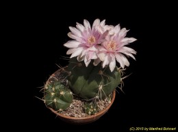 Gymnocalycium bueneckeri 975